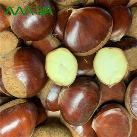 Cosecha Castaño 2022